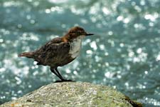 Adamello Brenta
