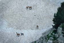 Adamello Brenta