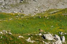 Adamello Brenta