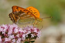 Adamello Brenta