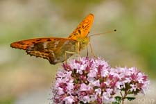 Adamello Brenta