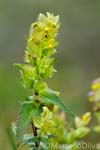 Adamello Brenta