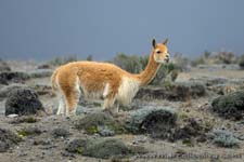 Volcanoes and the Andes of Ecuador