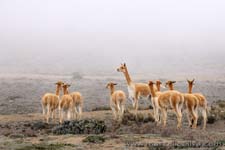 Volcanoes and the Andes of Ecuador