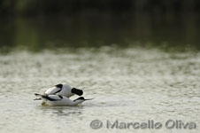 Pied Avocet mating - Accoppiamento Avocetta