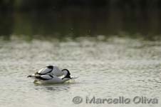 Pied Avocet mating - Accoppiamento Avocetta