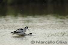 Pied Avocet mating - Accoppiamento Avocetta