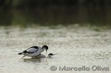 Pied Avocet mating - Accoppiamento Avocetta