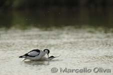 Pied Avocet mating - Accoppiamento Avocetta