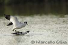 Pied Avocet mating - Accoppiamento Avocetta