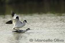 Pied Avocet mating - Accoppiamento Avocetta