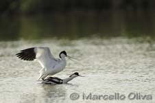 Pied Avocet mating - Accoppiamento Avocetta