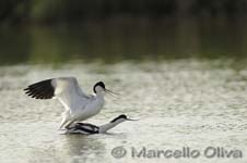 Pied Avocet mating - Accoppiamento Avocetta