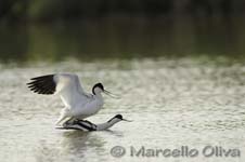 Pied Avocet mating - Accoppiamento Avocetta