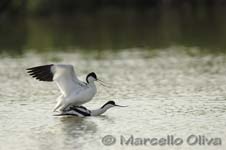 Pied Avocet mating - Accoppiamento Avocetta