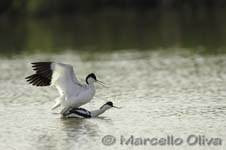 Pied Avocet mating - Accoppiamento Avocetta