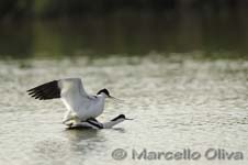 Pied Avocet mating - Accoppiamento Avocetta