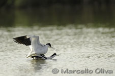 Pied Avocet mating - Accoppiamento Avocetta