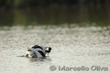 Pied Avocet mating - Accoppiamento Avocetta