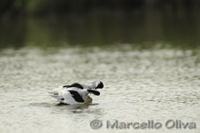 Pied Avocet mating - Accoppiamento Avocetta