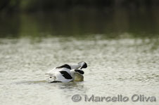 Pied Avocet mating - Accoppiamento Avocetta