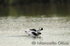 Pied Avocet mating - Accoppiamento Avocetta