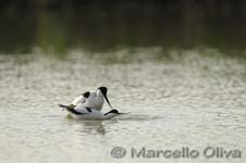 Pied Avocet mating - Accoppiamento Avocetta