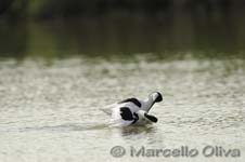 Pied Avocet mating - Accoppiamento Avocetta