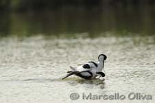 Pied Avocet mating - Accoppiamento Avocetta