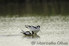 Pied Avocet mating - Accoppiamento Avocetta