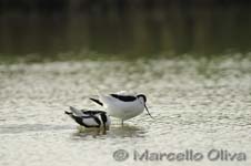 Pied Avocet mating - Accoppiamento Avocetta