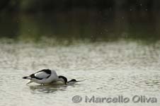 Pied Avocet mating - Accoppiamento Avocetta