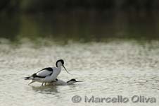 Pied Avocet mating - Accoppiamento Avocetta