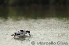 Pied Avocet mating - Accoppiamento Avocetta