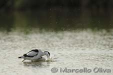 Pied Avocet mating - Accoppiamento Avocetta