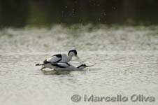 Pied Avocet mating - Accoppiamento Avocetta