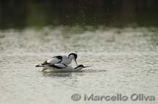 Pied Avocet mating - Accoppiamento Avocetta