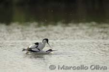 Pied Avocet mating - Accoppiamento Avocetta