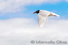 Mediterranean Gull, Gabbiano corallino - larus melanocephalus, Saintes Maries de la Mer