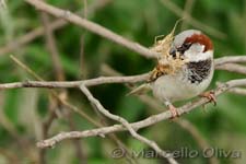 House Sparrow, Passera europea - Passer domesticus, Mas de la Fouque