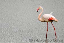 Greater Flamingo, Fenicottero - Phoenicopterus roseus, Mas de la Fouque