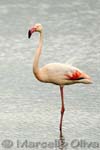 Greater Flamingo, Fenicottero - Phoenicopterus roseus, Mas de la Fouque