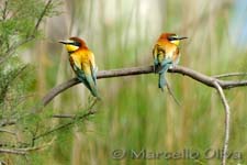 European Bee-eater, Gruccione - Merops apiaster, Mas de la Fouque