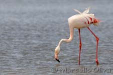 Greater Flamingo, Fenicottero - Phoenicopterus roseus, Mas de la Fouque