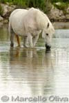 Camargue horse - cavallo Camargue, Mas de la Fouque