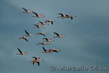 Greater Flamingo, Fenicottero - Phoenicopterus roseus, Mas de la Fouque