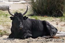 Camargue bull, Toro della Camargue - Rhone, Rodano