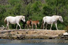 Camargue horse - cavallo Camargue, Rhone