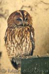 Tawny Owl, Allocco - Strix aluco, Pont de Gau controlled area