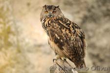 Eurasian Eagle-owl, Gufo reale - Bubo bubo, Pont de Gau controlled area